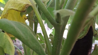 بادمجان محلی لذیذ