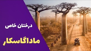 ماداگاسکار ٫ (درختان بائوباب )