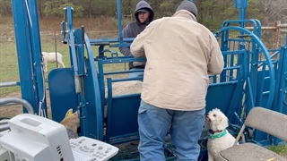 سونوگرافی کردن میش آبستن