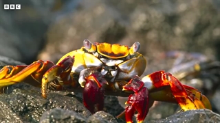 مستند خرچنگ در مقابل مارماهی در مقابل اختاپوس / سیاره آبی