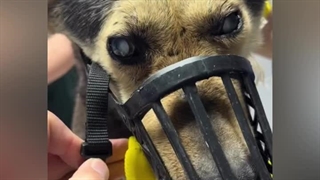 بیناییشو‌ بدست آورد