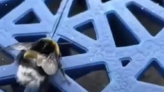 بیزززز،زنبور(کپ)