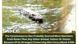 Jaws Of Ancient Leviathan: The Saltwater Crocodile's Terrifying Bite