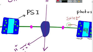 آموزش زیست آیمت-imat- فتوسنتز و نکات مهم-دکتر مهدی محمد حسین زاده لیفت پیشانی