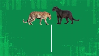 پلنگ یا پلـلـنگ؟