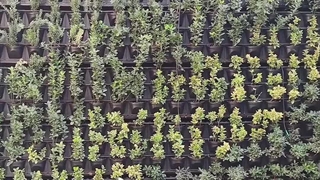 گرین وال اصفهان - دیوار سبز طبیعی خیابان ملاصدرا 33