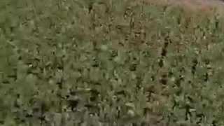 نمایی از نهالستان کرمون شاپ