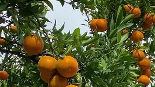 باغ مرکبات داری و هنوز اینارو نمیدونی!!!#آموزش_کشاورزی