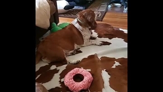 علاقه زیاد حیوان خانگی به پوست گاو