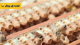 ویدئو ژل رویال- فیلم ژل رویال