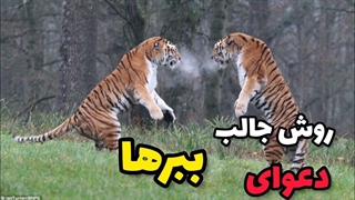 روش جالب دعوای ببرها|زندگی ببرها|مستند حیات وحش|حیوانات| گربه سانان بزرگ|رازبقا