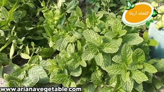 گونه های موجود در گلخانه آریانا