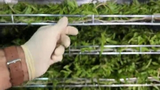 طرز خشک کردن مرزه با حفظ رنگ و عطر 09138900047