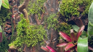 جنگل رومیزی هوشمند