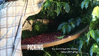 چگونه قهوه از مرزعه قهوه به فنجان شما میرسد؟