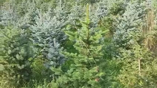 کاج نوئل آبی 0912188727258