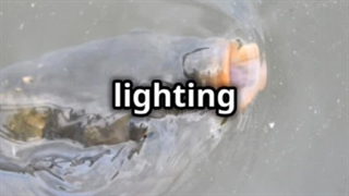 انتخاب رنگ فرش