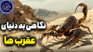 نگاهی به دنیای عقرب ها