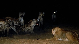 10 لحظه ای که شیر تنها می شود و به محاصره کفتار ها می افتد | حیات وحش