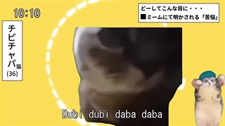 ریمیکس میم گربه ها