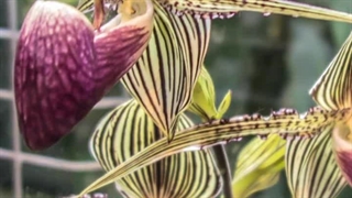 گران ترین گل دنیا را بشناسید . گل دادن این گیاه 15 سال زمان میبره !!!!