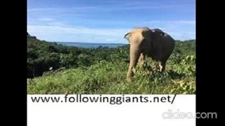 Best Elephant Experience in Krabi
