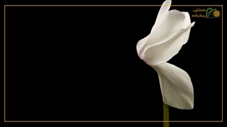 گلخانه رویایی سیکلامن؛ ترکیب زیبایی و آرامش با موسیقی دلنشین