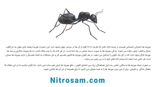سم نابودی لانه مورچه - بهترین سم مورچه کش