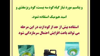 فرمول پنجه زنی گندم . . . گندم کود_سرک کوددهی_گندم