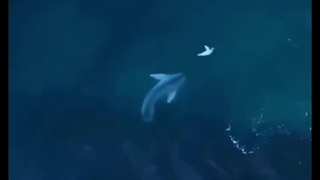 کلیپ انگیزشی ، هیچ وقت تسلیم نشو ... حتما ببینید