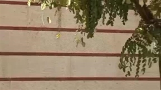 سشتشوی نمای آجری