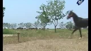 فیلم کوتاه معرفی اسب ترکمن کارگردان عباس مهاجران