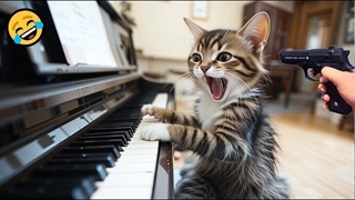 ویدیوی خنده دار گربه 2025 