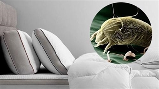 بالش, وسیله آرامش یا خانه ی میکروب ها؟| نکات مهم در مورد بالش