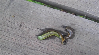 جفت گیری زالوها در خشکی | صنعت زالو ایران