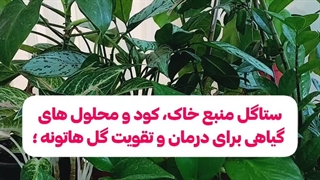 معرفی بهترین برند با کیفیت تقویتی نحوه استفاده موردنیاززمان مصرف کود پروتکت نیچر ستاگل گیاهان آپارتمانی