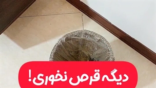 روش نحوه آموزش نکات طلایی نگهداری مراقبت پرورش نوررطوبت دما بهترین خاک کود سم تعویض گلدان محیط مناسب گل پتوس سانسوریا فیلندرون
