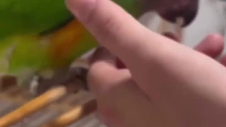 چقد لج طوطی ؟ اینگد :