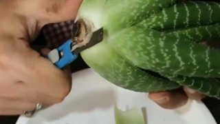 درمان پوسیدگی قارچی گیاه آلوئه (aloe aristata)