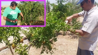 استفاده از سم کرم تاج انار بادرام تاج ( badramtaj ) توسط آقای زهد