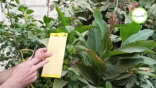 طریقه استفاده از کارت زرد حشرات