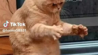 فقط دخترا ببینن