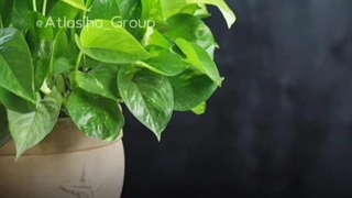 چه کارایی باعث مرگ گیاه میشه؟